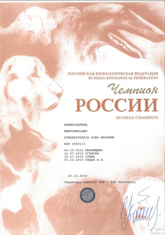 Фото: ньюфаундленд Сверкающая Гора Машаме (Sverkayuzhaya Gora Mashame)