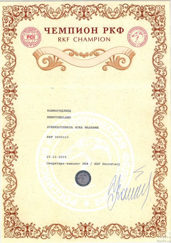 Фото: ньюфаундленд Сверкающая Гора Машаме (Sverkayuzhaya Gora Mashame)