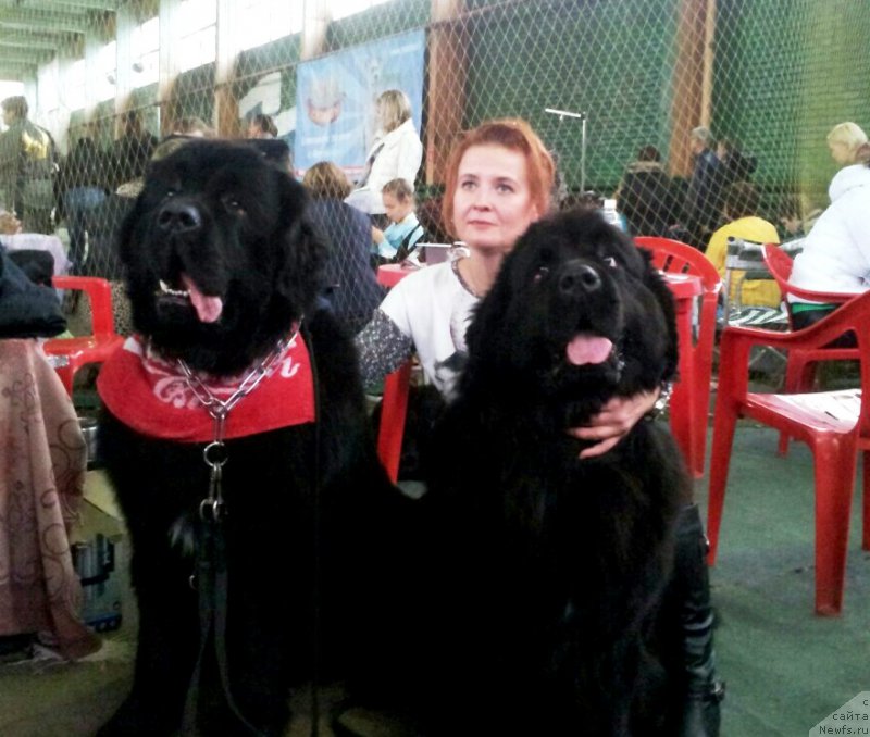 Фото: ньюфаундленд Амадей фон Байрон (Amadey fon Bayron), ньюфаундленд Амбер Чарм Иларита (Amber Charm Ilarita)