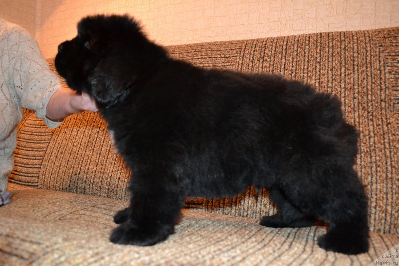 Фото: ньюфаундленд Талисман Моря Мишель