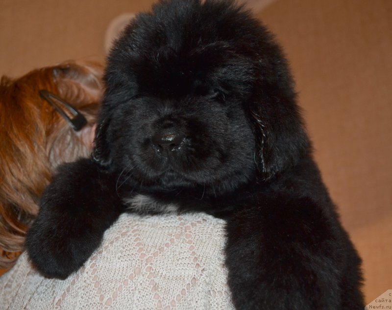 Фото: ньюфаундленд Талисман Моря Мишель