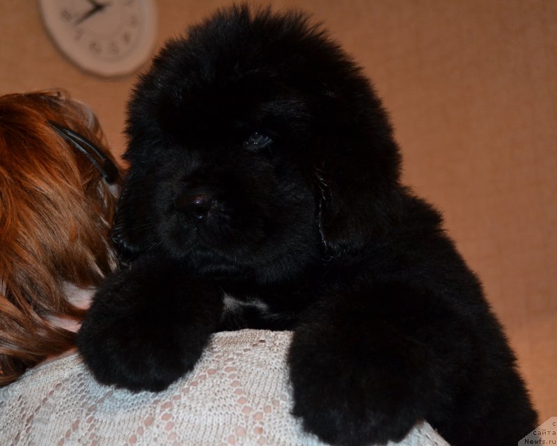 Фото: ньюфаундленд Талисман Моря Мишель