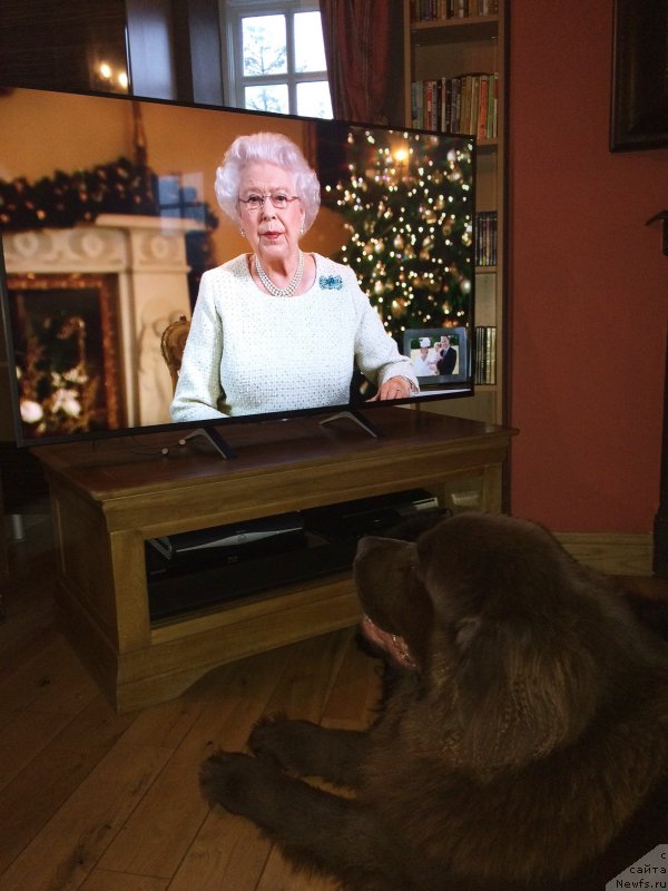 Фото: ньюфаундленд Нобл Кинг Май Лорд Симба, ньюфаундленд Seashanty First Admiral