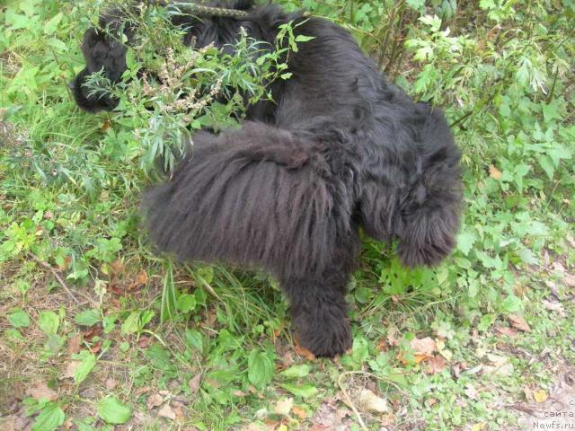 Фото: ньюфаундленд Vein Vest