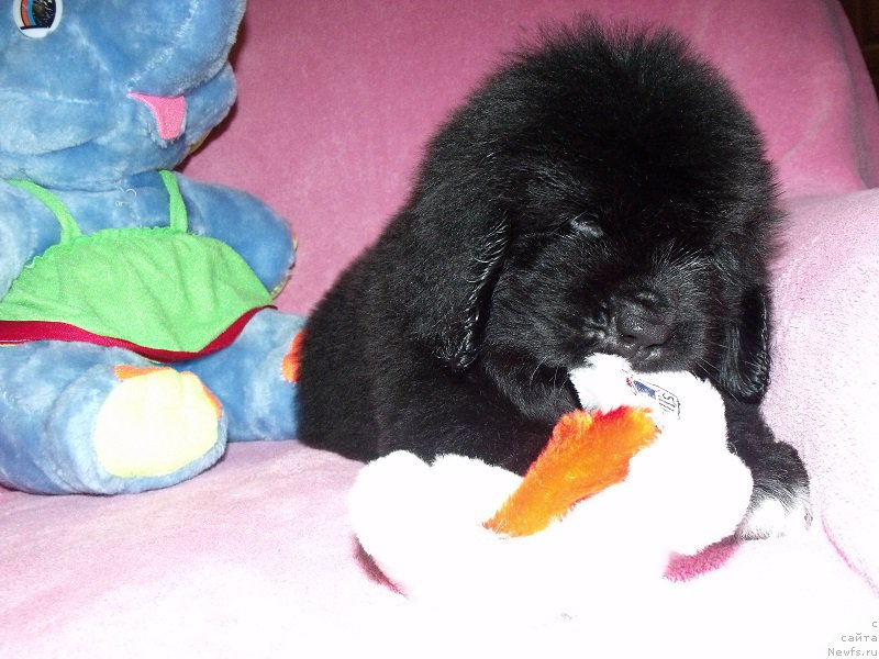 Фото: ньюфаундленд Терра Виктория Арт оф Лав