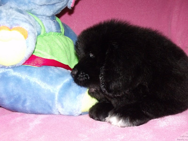 Фото: ньюфаундленд Терра Виктория Арт оф Лав