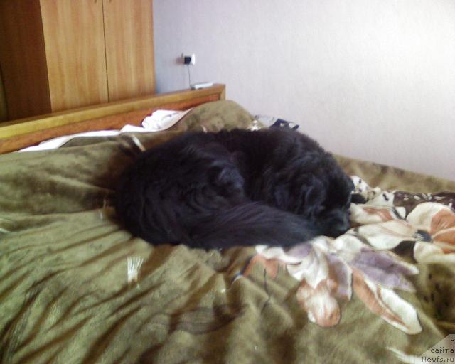 Фото: ньюфаундленд Мороз-Воевода от Сибирского Медведя