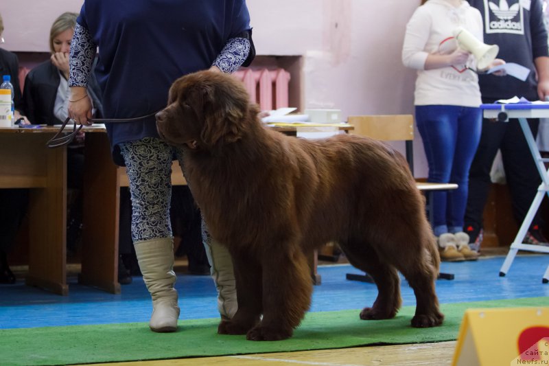 Фото: ньюфаундленд Ваше Благородие с Берега Дона (Vashe Blagorodie s Berega Dona)