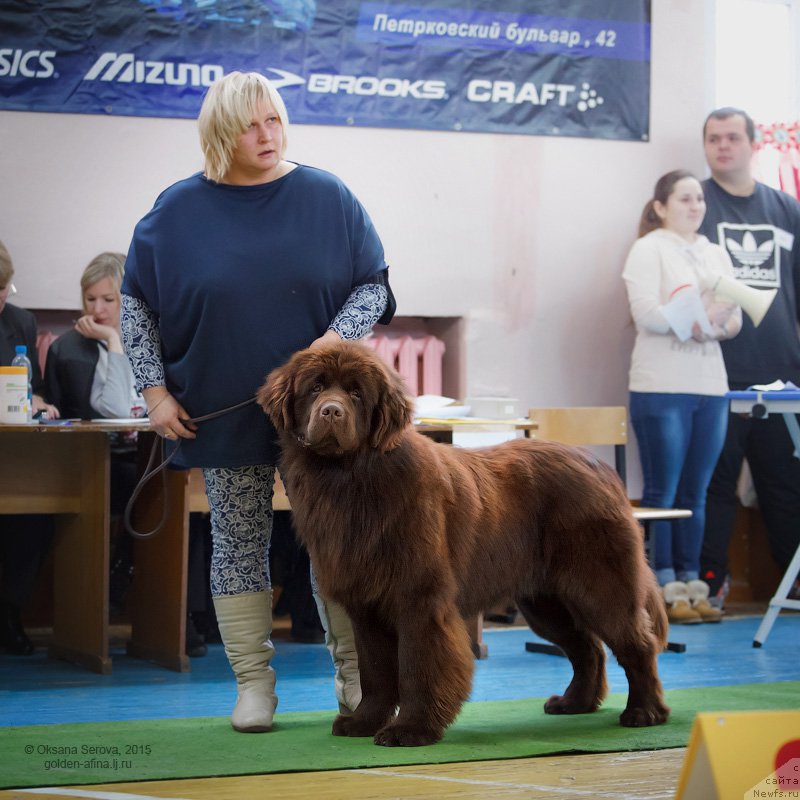 Фото: ньюфаундленд Ваше Благородие с Берега Дона (Vashe Blagorodie s Berega Dona), Наталья Климова