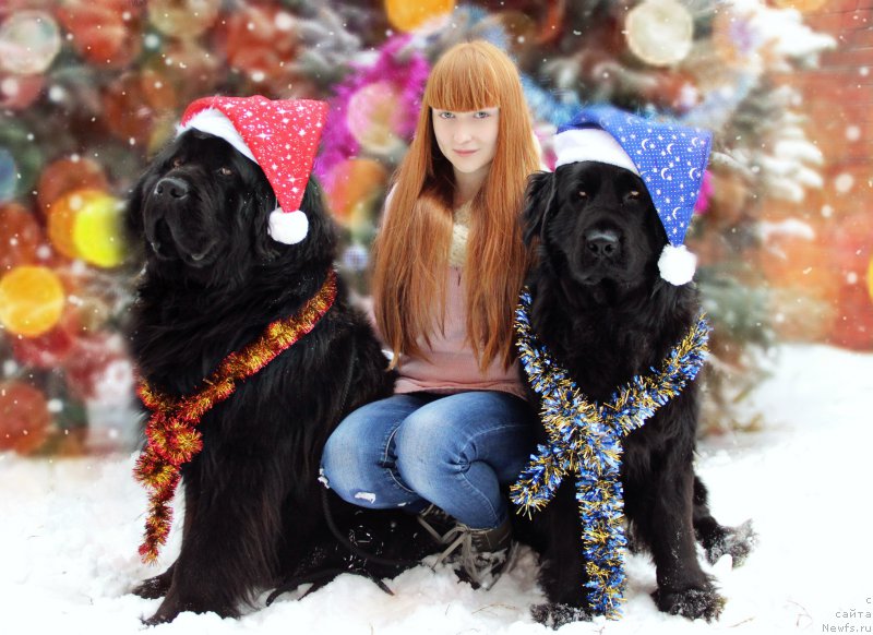 Фото: ньюфаундленд Гран При Тольятти Турандот, ньюфаундленд Эра Гранд Люкс Юджин, Дарья Евтеева