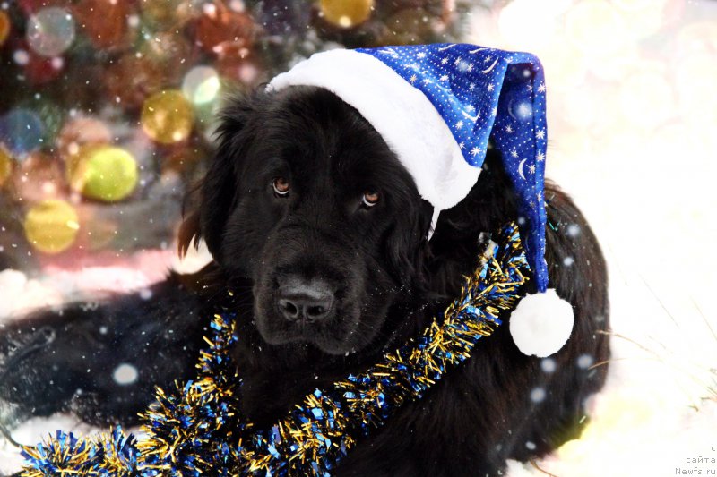 Фото: ньюфаундленд Гран При Тольятти Турандот