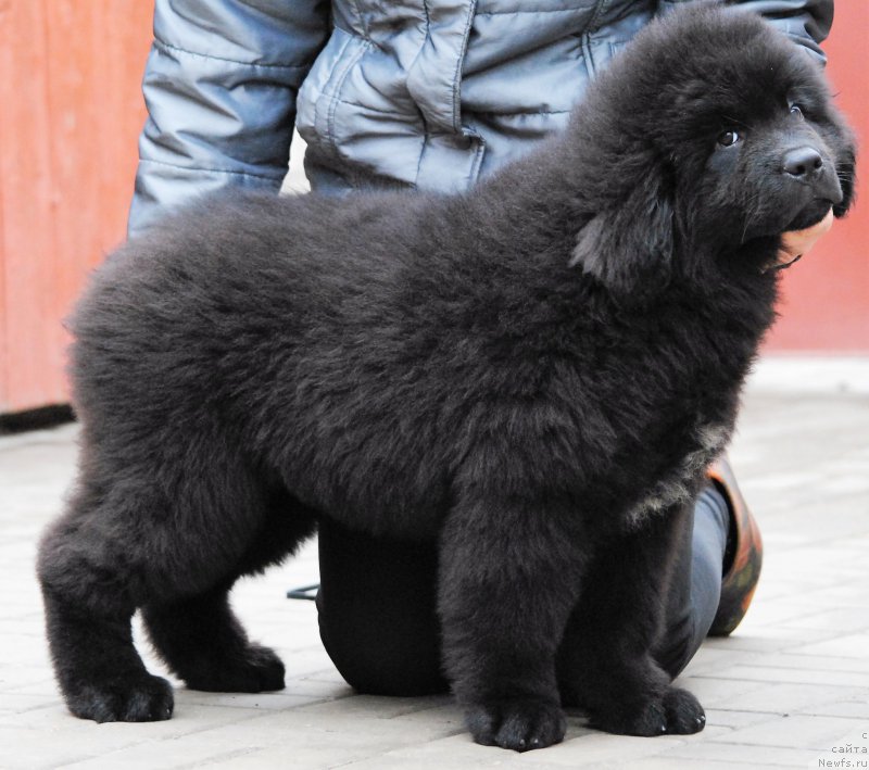 Фотография № 198198