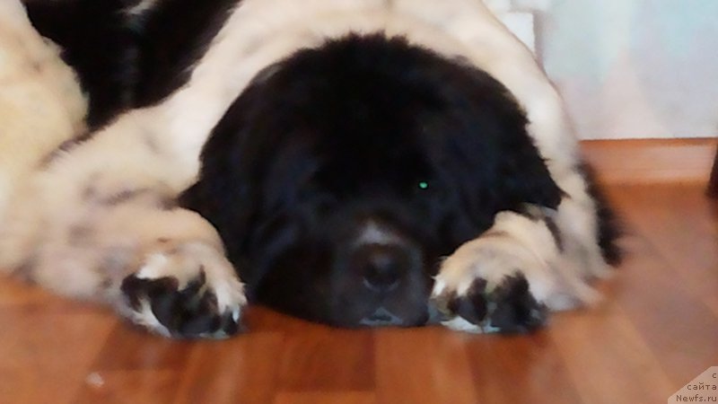 Фото: ньюфаундленд Астрея от Сибирского Медведя