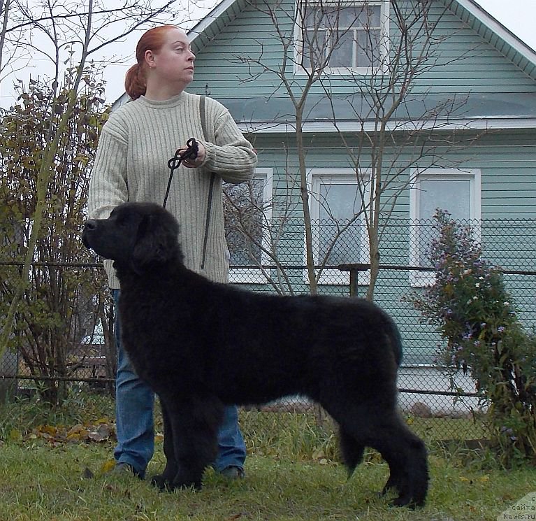Фото: ньюфаундленд Дар Свезы Ексформам Елиза, Дарья Власова