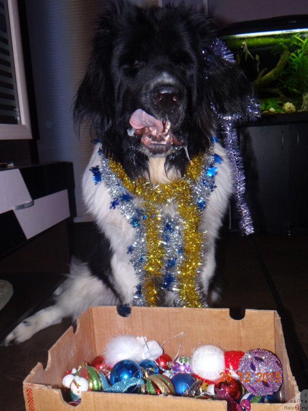 Фото: ньюфаундленд Беатрис Бьютифул от Сибирского Медведя