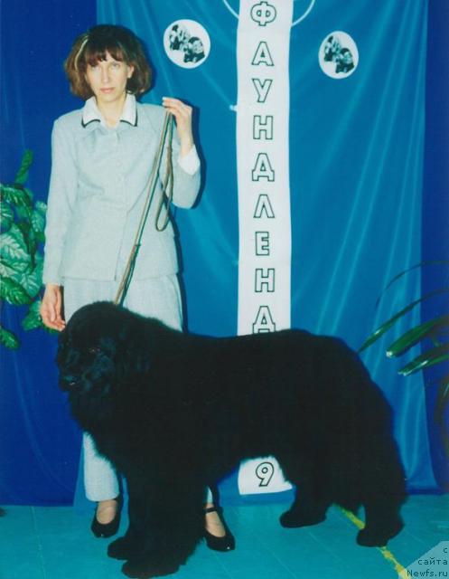 Фото: ньюфаундленд Потап Аврора