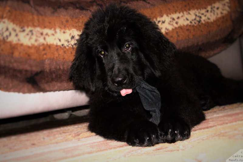 Фото: ньюфаундленд Черный Балу Зазноба Души Моей