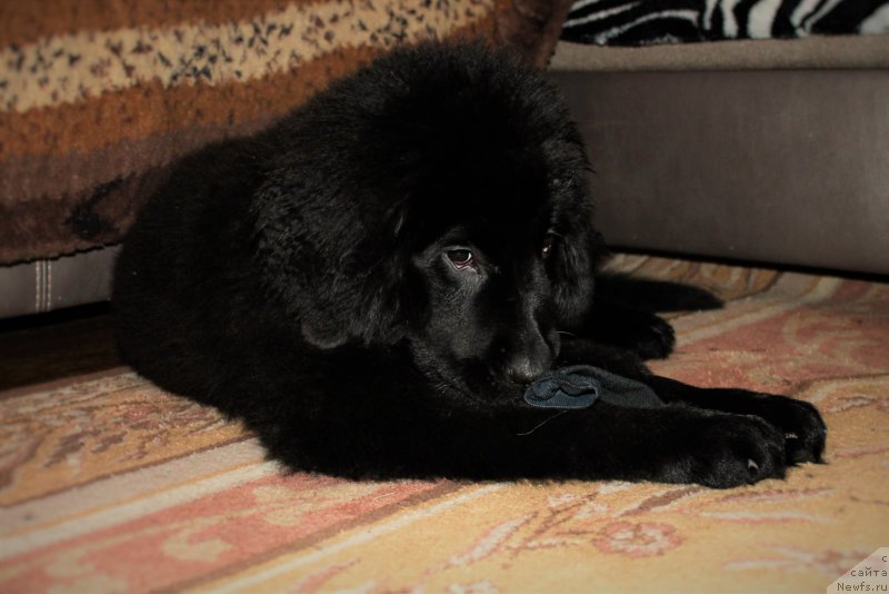 Фото: ньюфаундленд Черный Балу Зазноба Души Моей