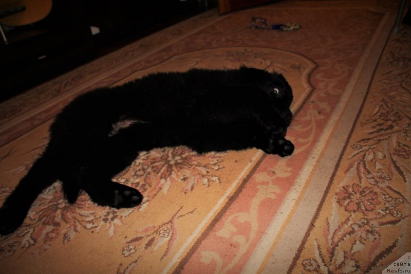 Фото: ньюфаундленд Черный Балу Зазноба Души Моей