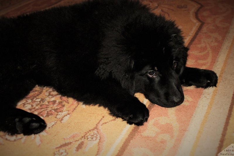 Фото: ньюфаундленд Черный Балу Зазноба Души Моей