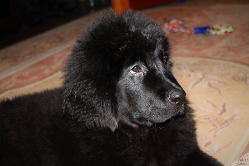 Фото: ньюфаундленд Черный Балу Зазноба Души Моей