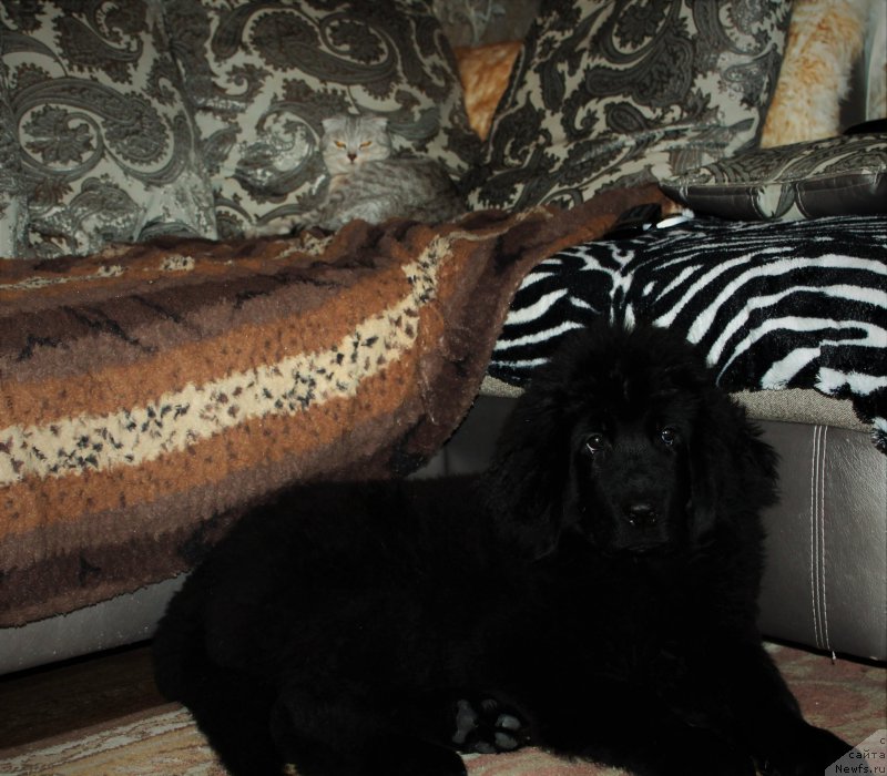 Фото: ньюфаундленд Черный Балу Зазноба Души Моей, Ариша