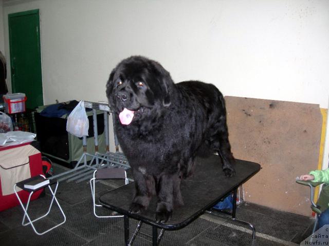 Фото: ньюфаундленд Vein Vest