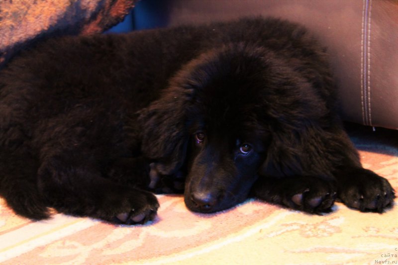 Фото: ньюфаундленд Черный Балу Зазноба Души Моей