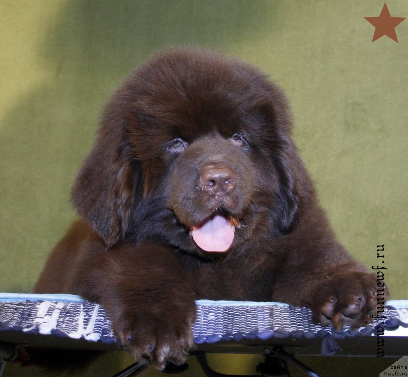 Фотография № 198287