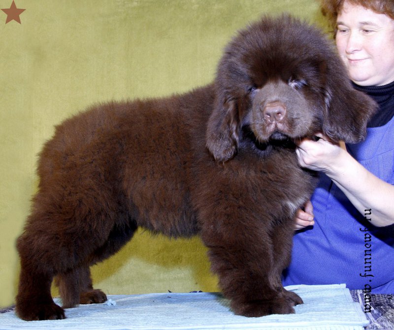 Фотография № 198289