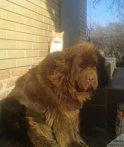 Фото: ньюфаундленд Хорошая Девчонка с Берега Дона (Horoshaja Devchonka s Berega Dona)