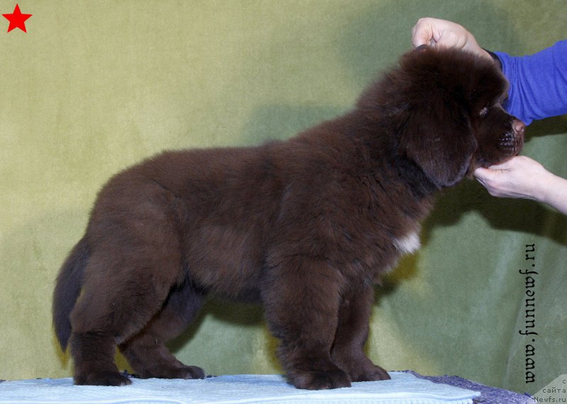 Фото: ньюфаундленд Фанньюф Адриатика (Funnewf Adriatika)