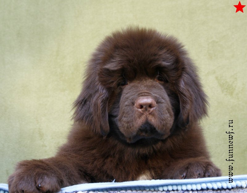 Фотография № 198296