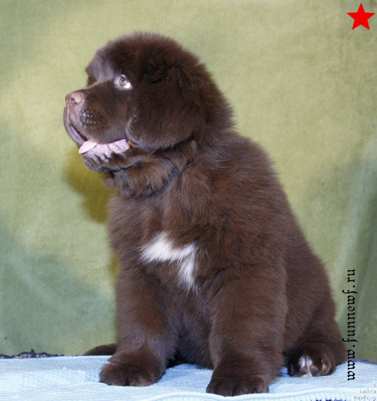 Фотография № 198297