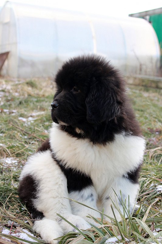 Фото: ньюфаундленд Сент Джонс Уна Фортуна