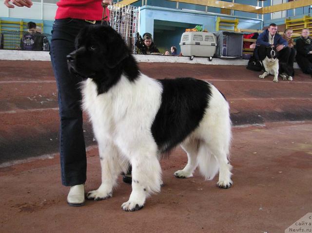 Фото: ньюфаундленд Фиаметтахауз Волшебник Страны Роз (Fiamettahauz Volshebnik Strany Ros)