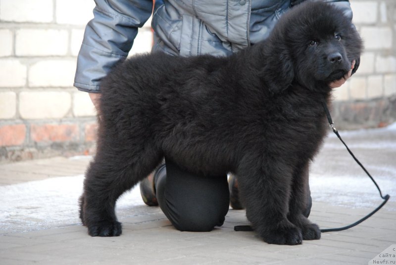 Фотография № 198303