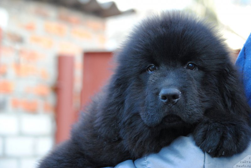 Фотография № 198305