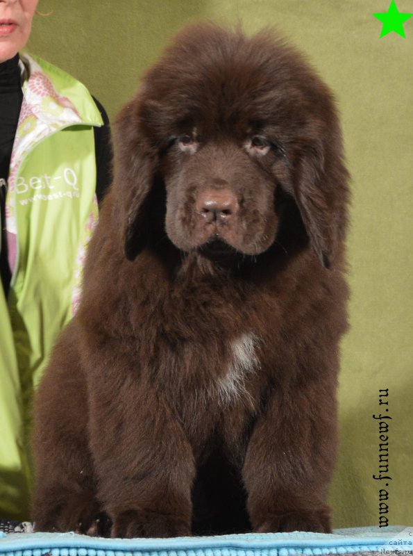 Фотография № 198310