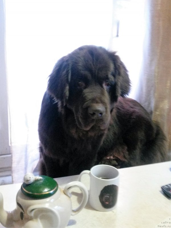 Фото: Юлия Демидова, ньюфаундленд Николь Голд Стар (Nikol Gold Star)