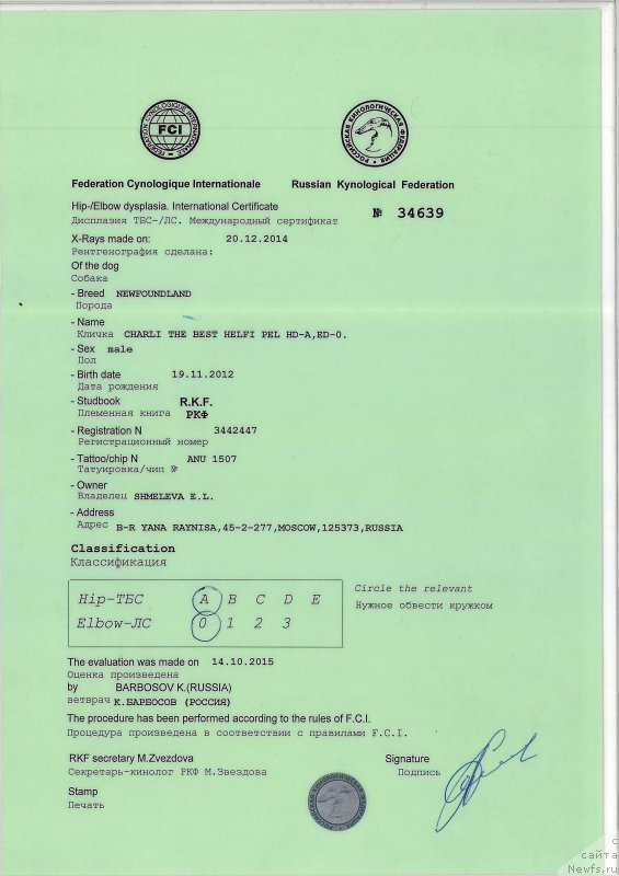 Фото: ньюфаундленд Чарли Де Бест Хелфи Пэл (Charli The Best Helfi Pel)