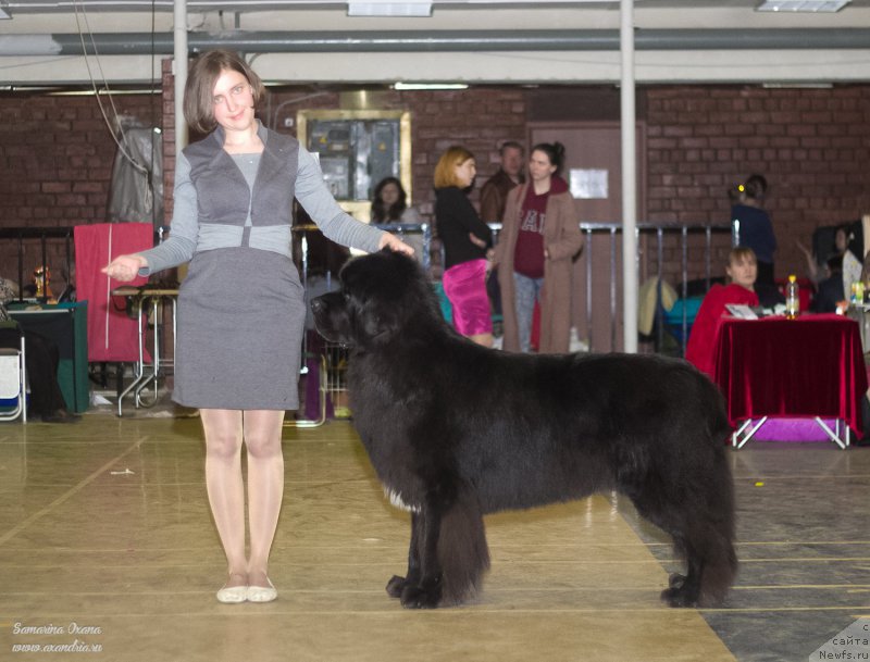Фото: ньюфаундленд Кипер Соул Лайон Хэерт, Ольга Иванова