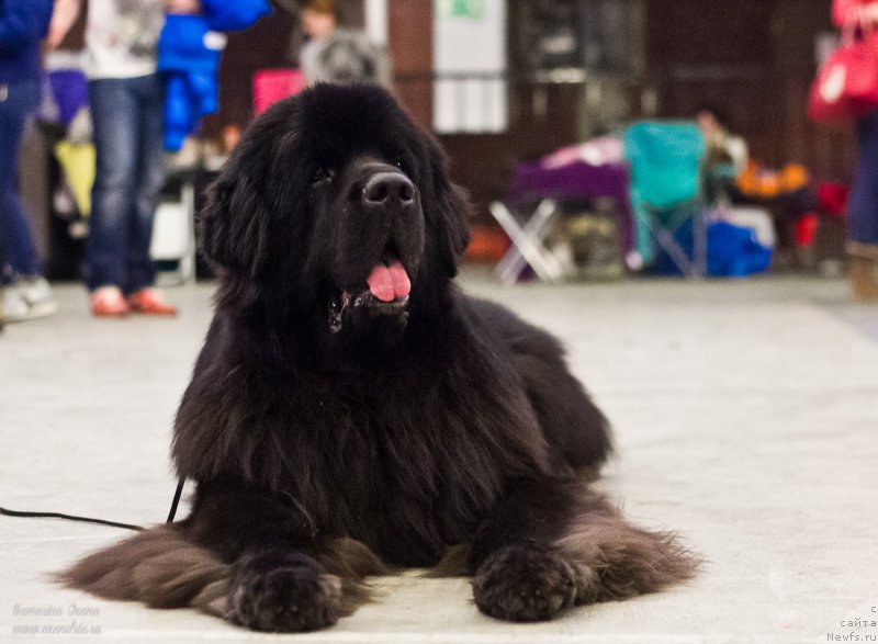 Фото: ньюфаундленд Кипер Соул Лайон Хэерт