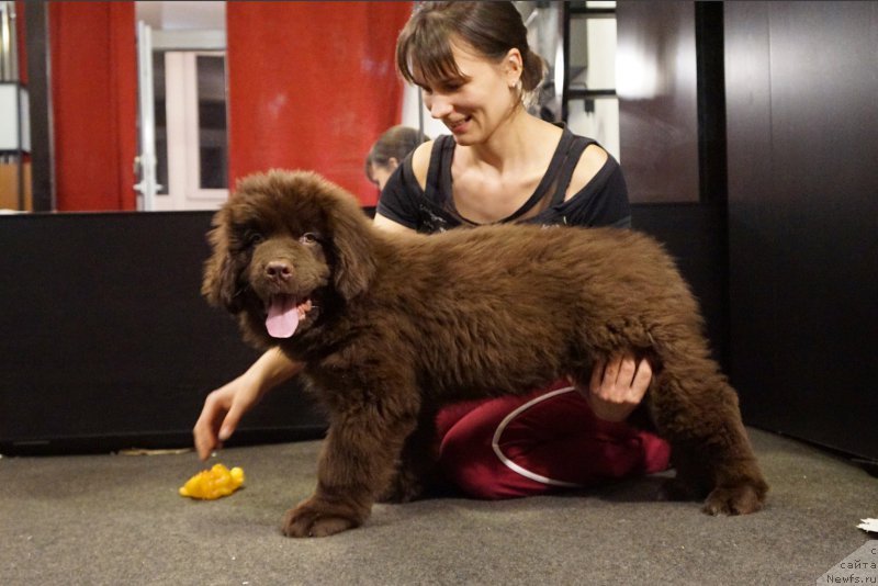 Фото: Александр Петров-Савченко, ньюфаундленд Фанньюф Аквилон (Funnewf Akvilon)