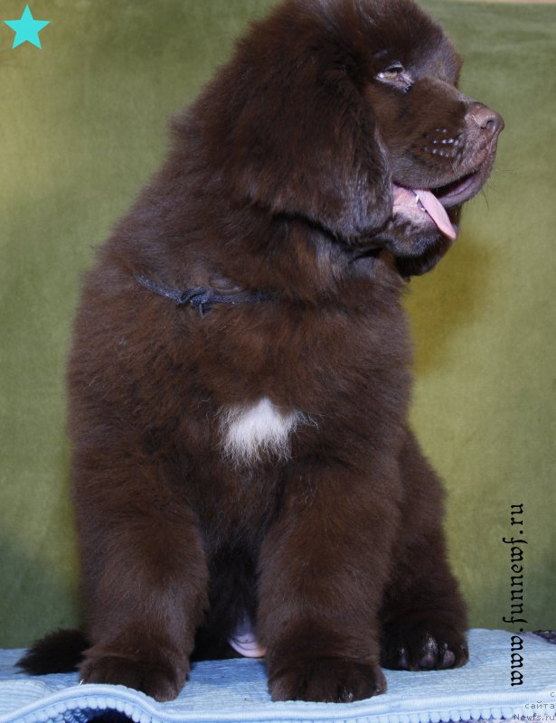 Фото: ньюфаундленд Фанньюф Аква-Марина (Funnewf Aqua-Marina)