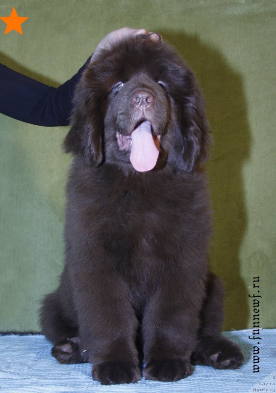 Фотография № 198340