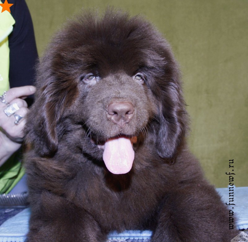 Фотография № 198341