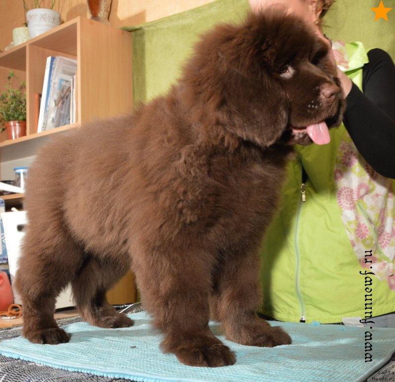 Фотография № 198342