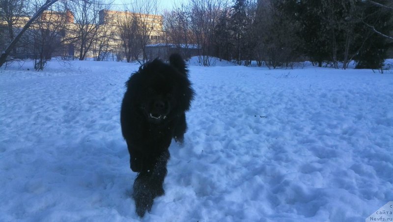 Фото: ньюфаундленд Белкондер-Клаб Я Бурбон