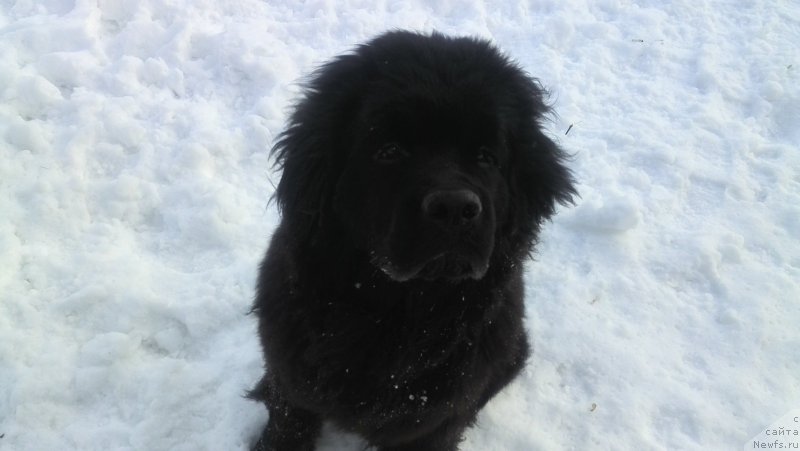 Фото: ньюфаундленд Белкондер-Клаб Я Бурбон